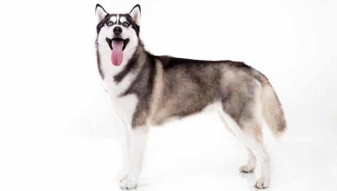 Average Height And Weight Of Huskies