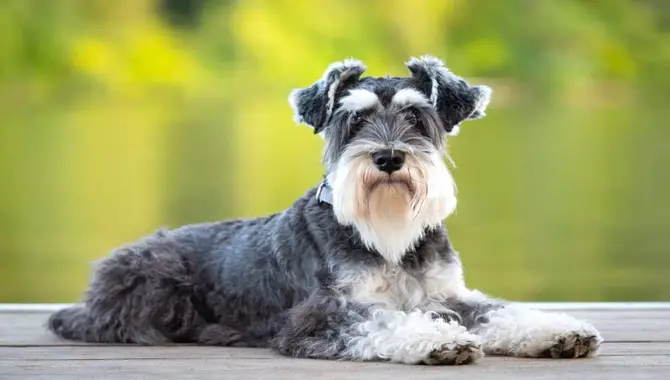 Average On Calculation How Much Do Schnauzers Cost