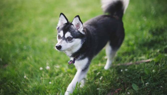 Average Prices Alaskan Klee Kai