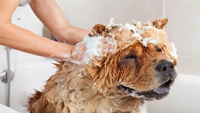 Bathe Your Dog Regularly