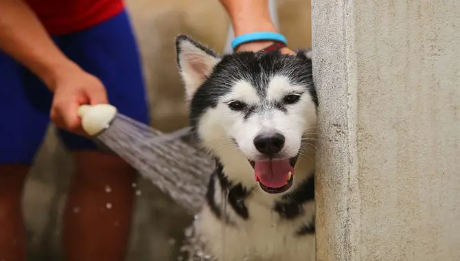 Bathing A Husky Should Be Done Regularly But Not Too Often