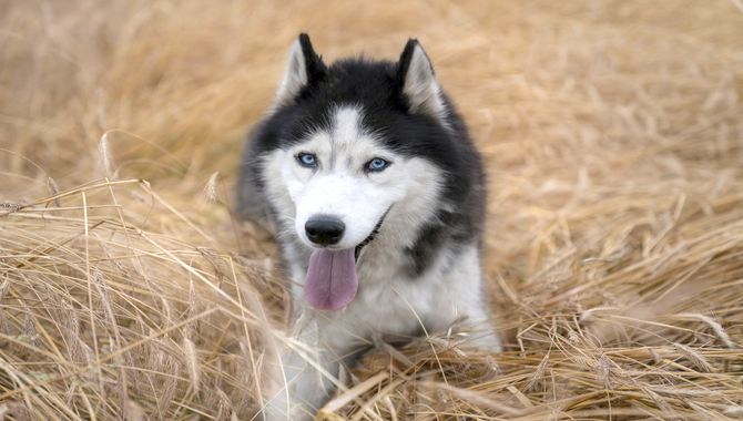 Be Consistent: Huskies Are Very Smart