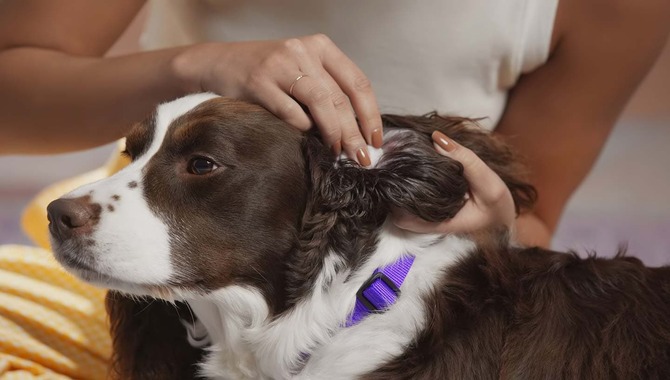 Benefits Of Cleaning Cocker Spaniel Ears