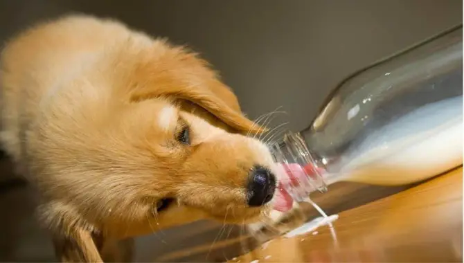 Benefits & Risks If You Give Milk To A Golden Retriever