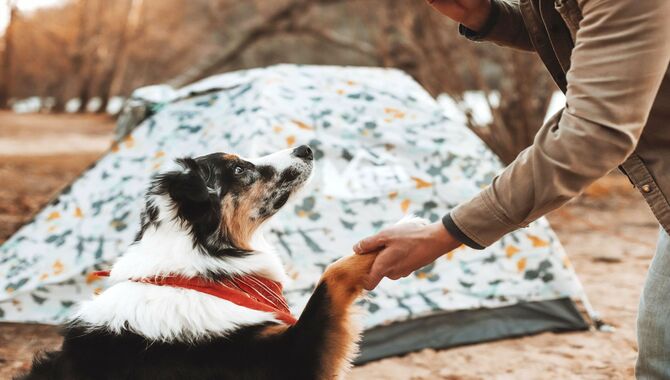 Best Tips For Camping With Your Dog
