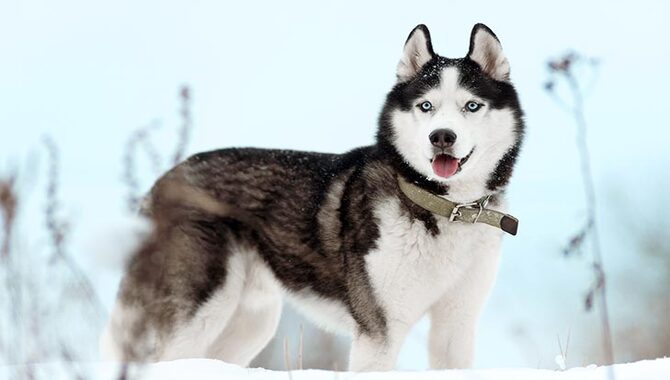 Breeding Schedule For Siberian Huskies