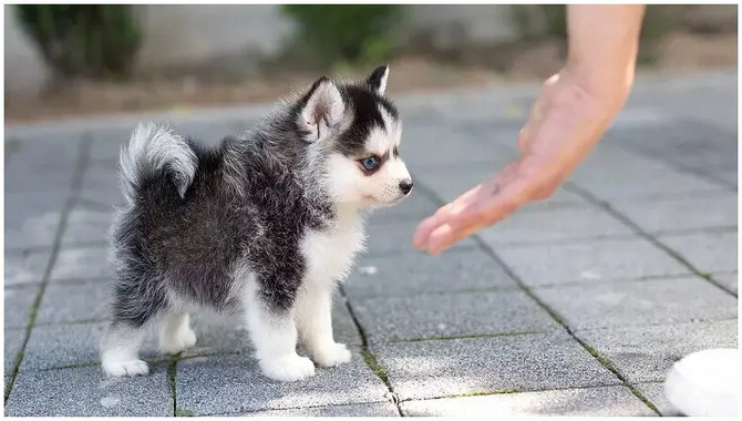 Breeds Of Teacup Huskies