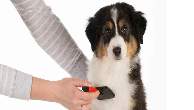 Brush Your Dog