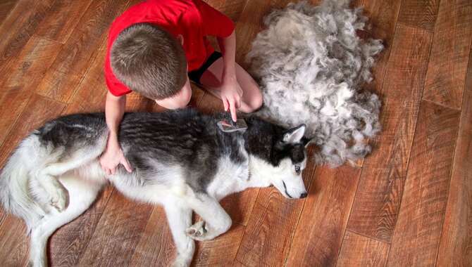 Brush Your Husky's Fur Regularly
