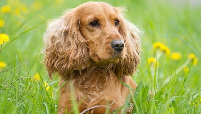 Can Cocker Spaniels Live Outside- It Depends On This