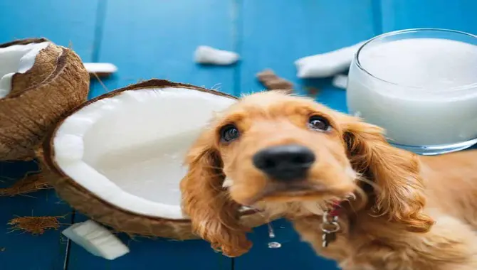 Can Dogs Drink Coconut Milk?