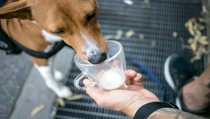 Can Dogs Drink Soy Milk?