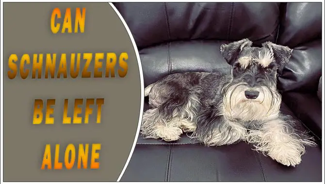 Can Schnauzers Be Left Alone