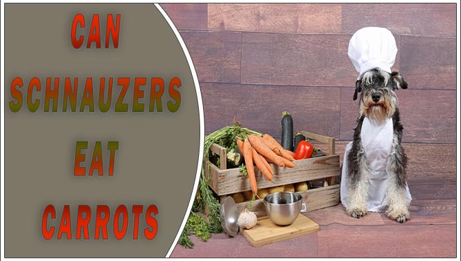 are carrots good for a miniature schnauzer