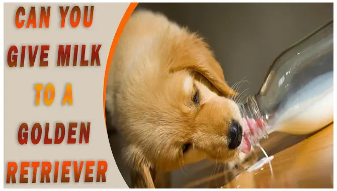 Can You Give Milk To A Golden Retriever