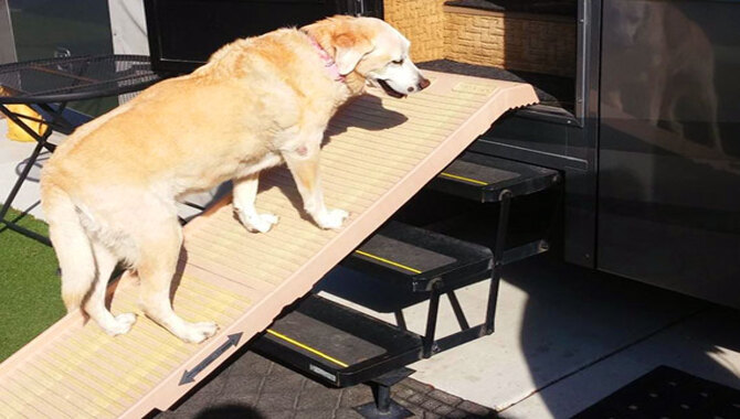 Carry Your Golden Retriever Up & Down Stairs