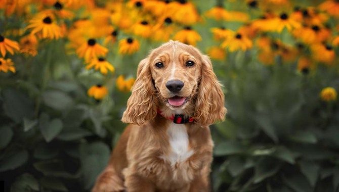 Causes Of Cocker Spaniel Bark A Lot