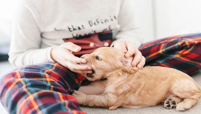 Causes Of Cocker Spaniel Puppy Biting