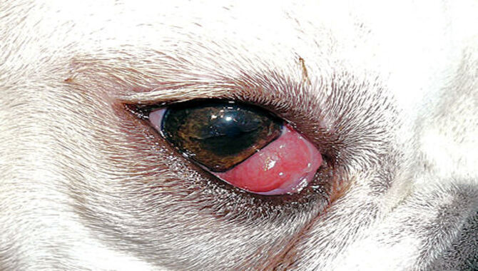 Causes Of Cocker Spaniels Cherry Eye