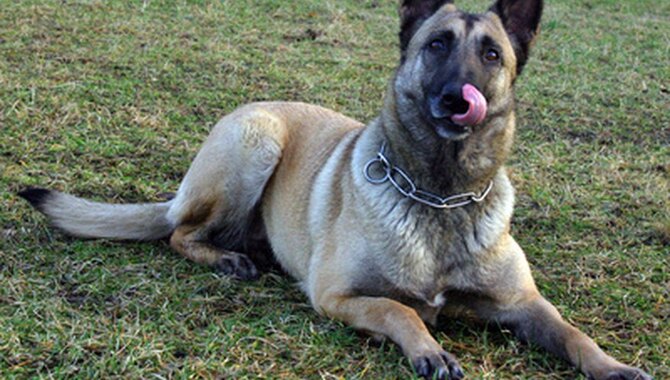 Causes Of Dog Pulling Hair Out Of Back Legs