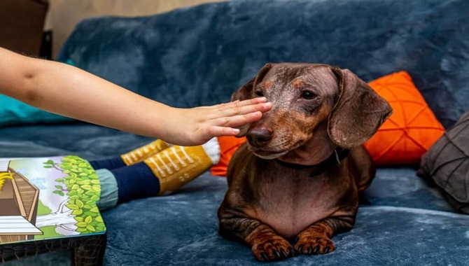 Challenging Your Dog Mentally