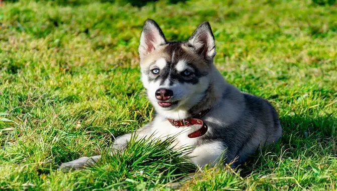 Characteristics And Features Of A Teacup Husky