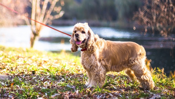 Characteristics Of A Cocker Spaniel