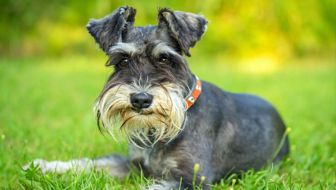 Characteristics Of A Schnauzer