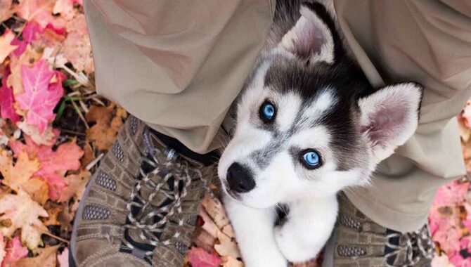 Colors And Markings Of Teacup Huskies