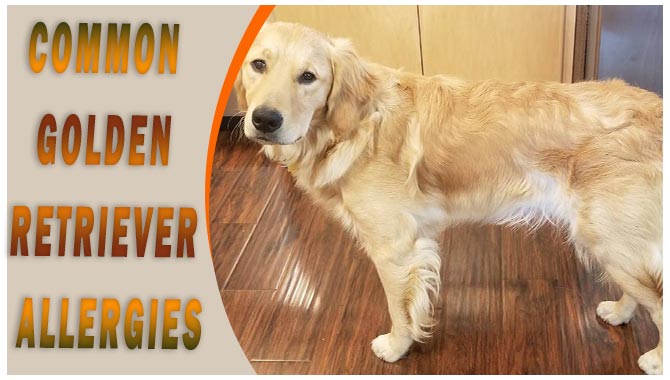 Common Golden Retriever Allergies