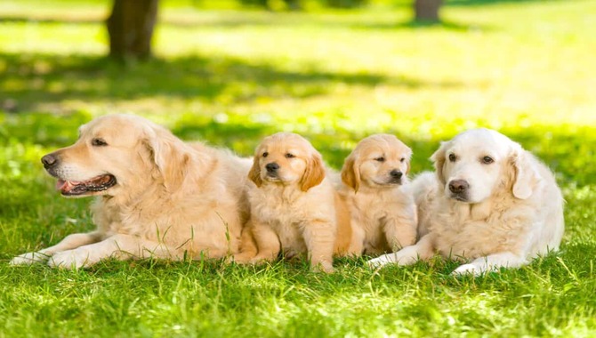 Cost Of a Golden Retriever Puppy in 2023.jpg