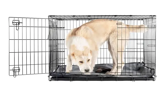 Crate Your Dog Until They Learn To Go In The Correct Spot