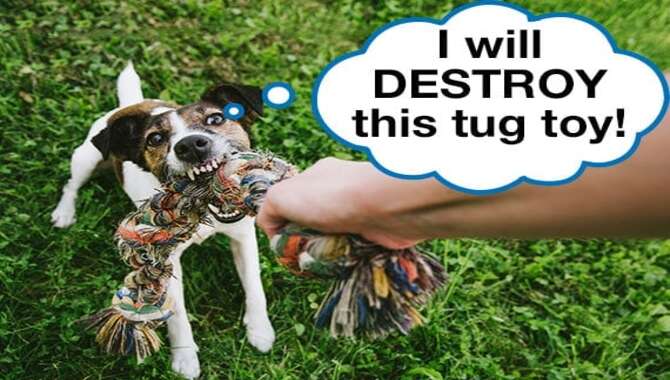 Destroy Toys While Playing Tug-Of-War With Your Puppy