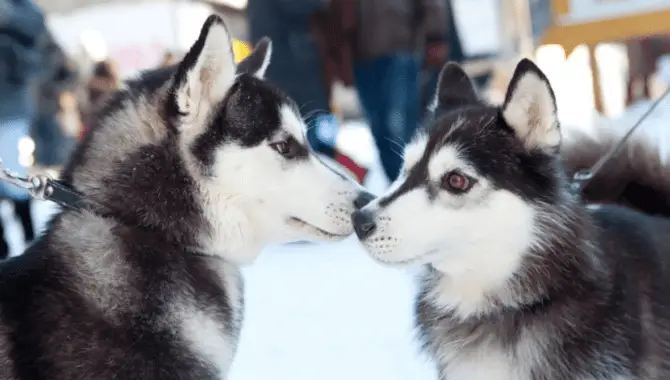 Detailed Answer How Long Are Huskies In Heat