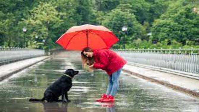 Determine Why Your Dog Won't Go Outside In Bad Weather