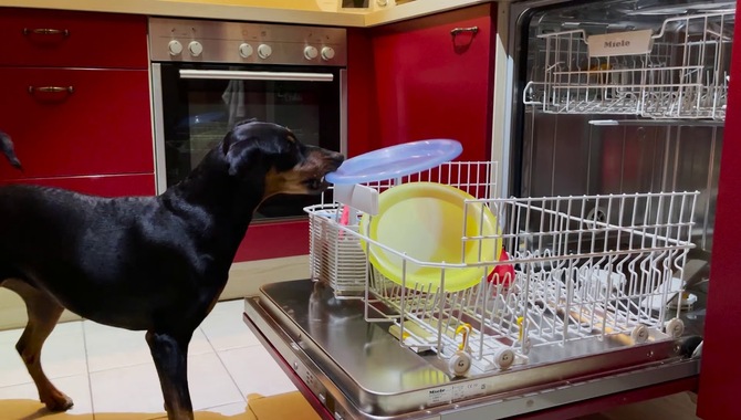 Why Do My Dishes Smell Like Wet Dog - 6 Causes & Solutions