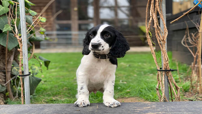 Disadvantages Of Owning A Cocker Spaniel