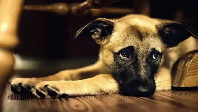 Do Dogs Understand When You Apologize?