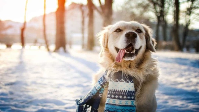 Do Golden Retrievers Get Cold The Reasons