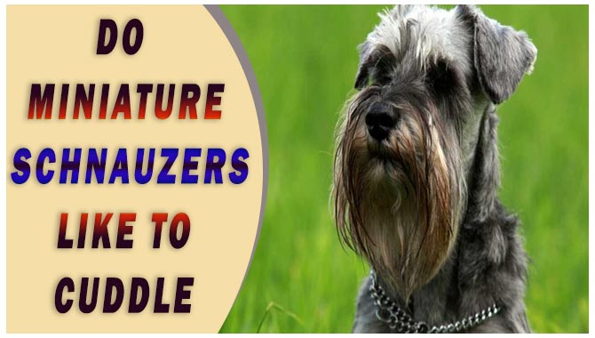 are miniature schnauzers cuddly