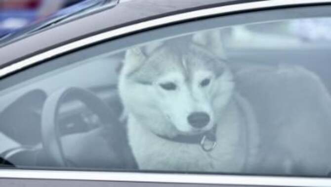 Do Not Leave Your Husky In The Car.