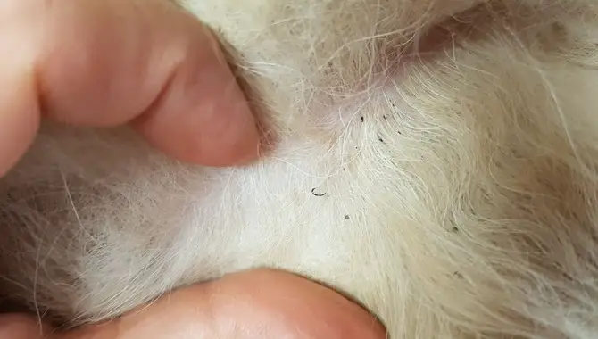 Dog Lice The Tiny Black Specs Of Dirt On Dogs' Skin