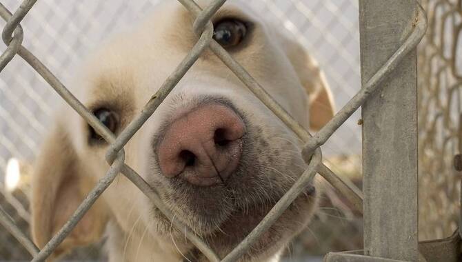 Dogs Don't Like Confinement