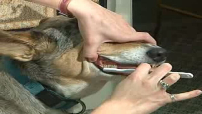 Don't Forget To Brush Your (Dog's) Teeth