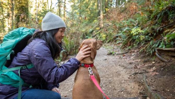 Essential Training Skills Your Pup Should Know Before Hiking Include