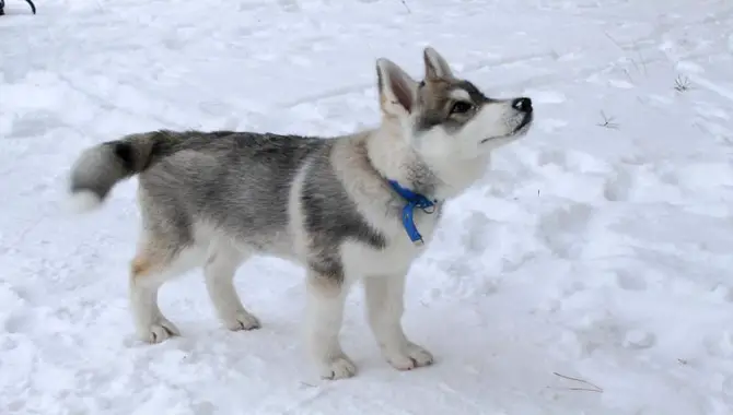 Estimation Of How Cold Can Huskies Tolerate?