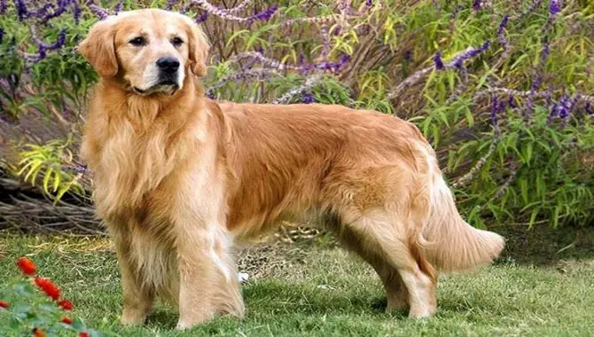 Estimation Of How Much Exercise Does A Golden Retriever Need