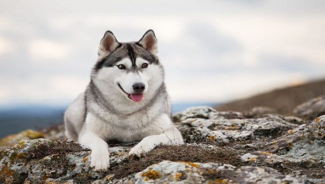 Examination Of How Much Does A Full-Grown Husky Weigh