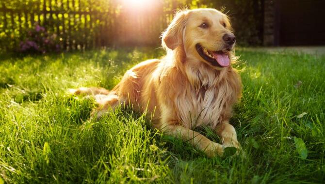 Excessive Panting In Golden Retrievers