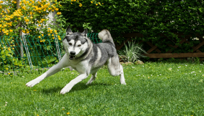 Exercise Your Husky Pup Daily